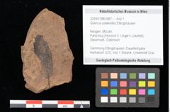Foto (Objekt + Etikett) von Quercus palaeoilex Ettingshausen (NHMW-GEO-2024-0188-0867)